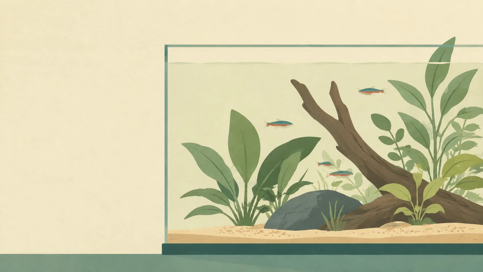 Illustration of a simple beginner planted aquarium with a few hardy broad-leaved plants and one piece of driftwood.