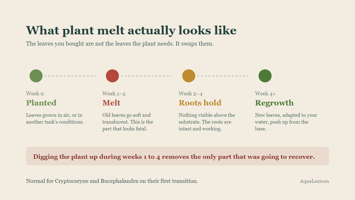 Four stages of plant melt across a month: planted, melt, roots holding underground, then regrowth, with a warning that digging the plant up removes the roots that would have recovered it.