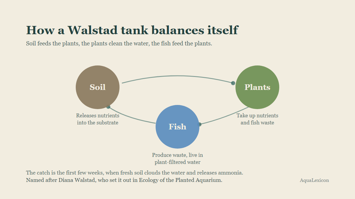 A three-way loop between soil, plants and fish showing how a Walstad tank balances itself without CO2 injection.