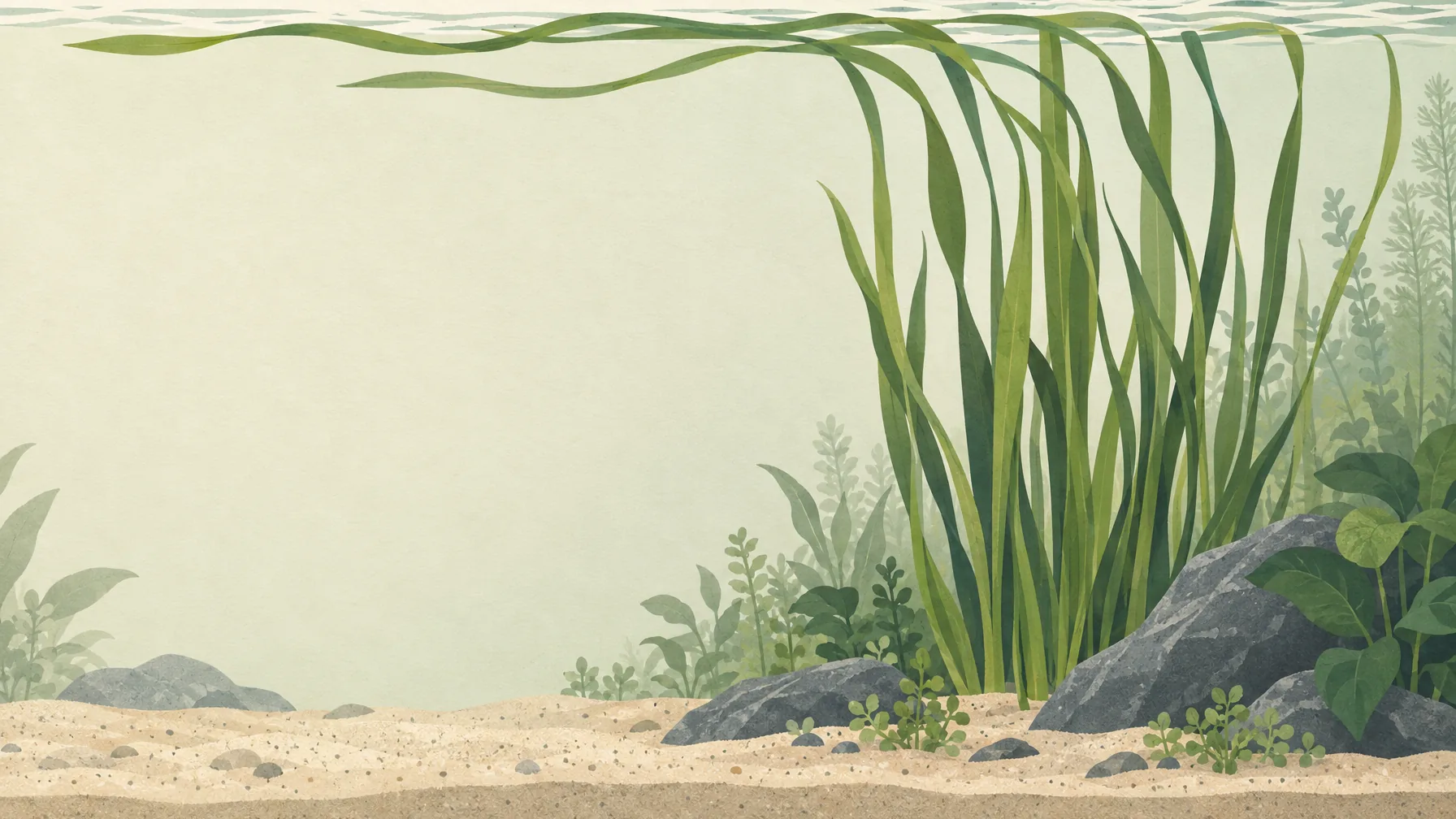 Vallisneria